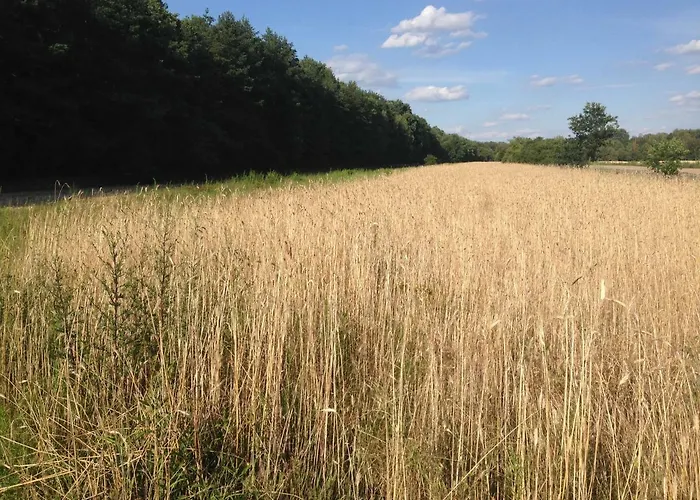 Kabaty Apartment Warsaw